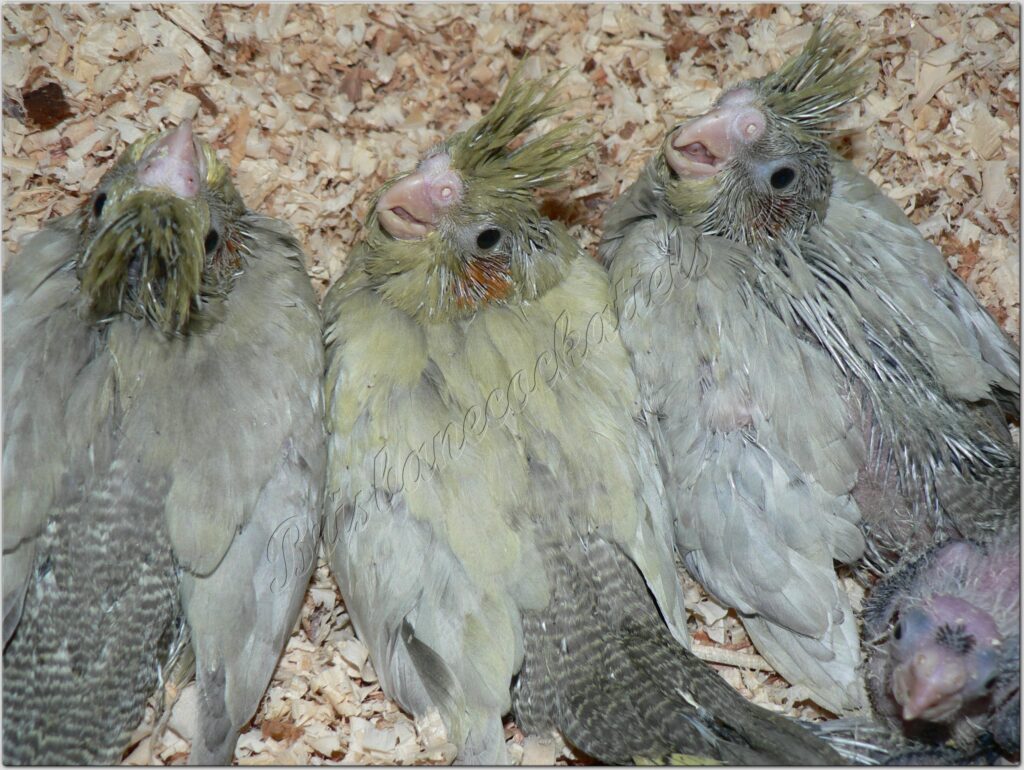 3 Olive chicks