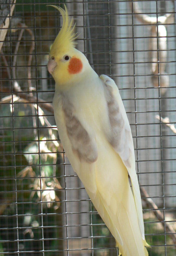 Cinnamon Pied