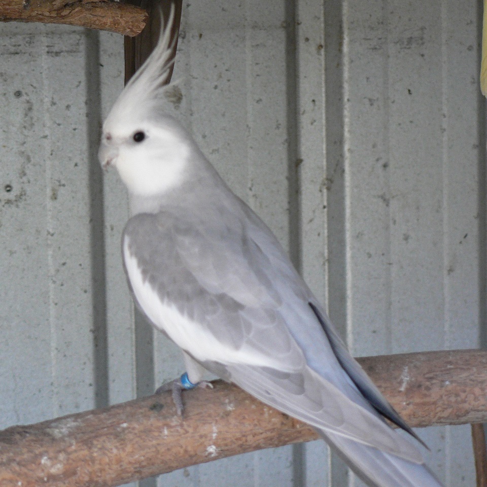 Whiteface pastelsilver