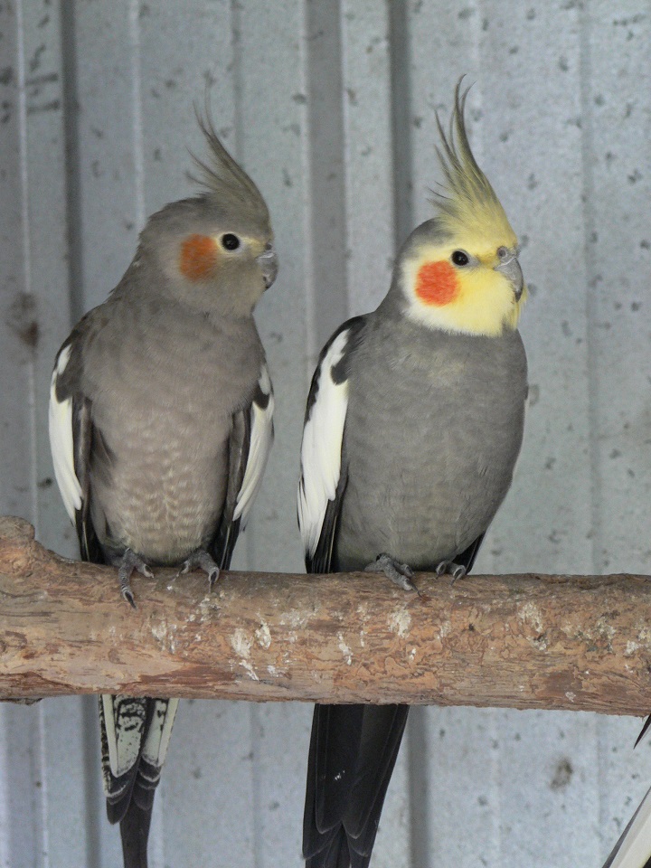 Normal Grey pair