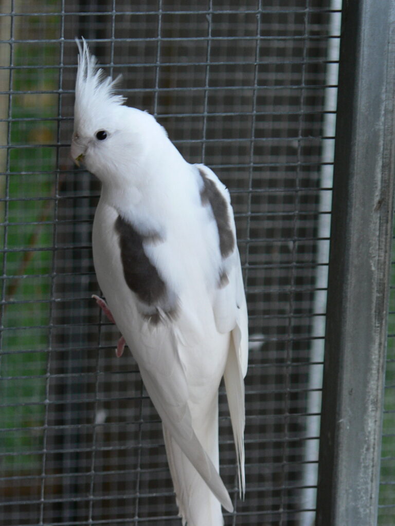 Whiteface Heavy Pied