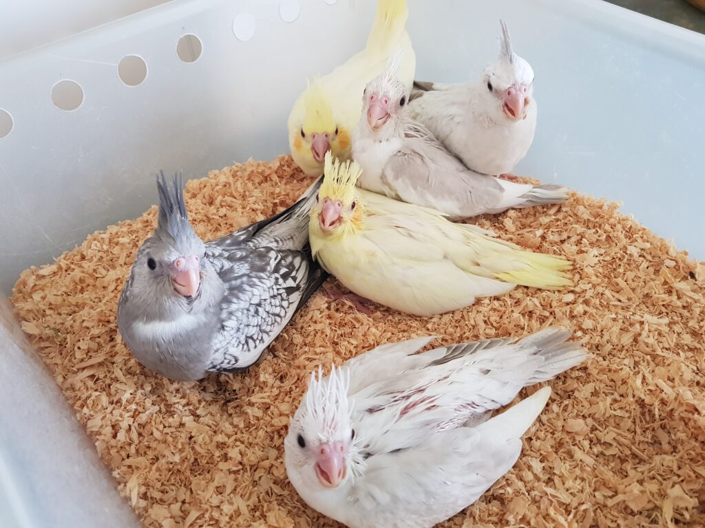 3 week old chicks