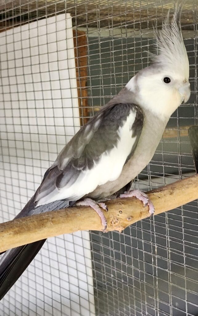 Whiteface Pearl split Pied male