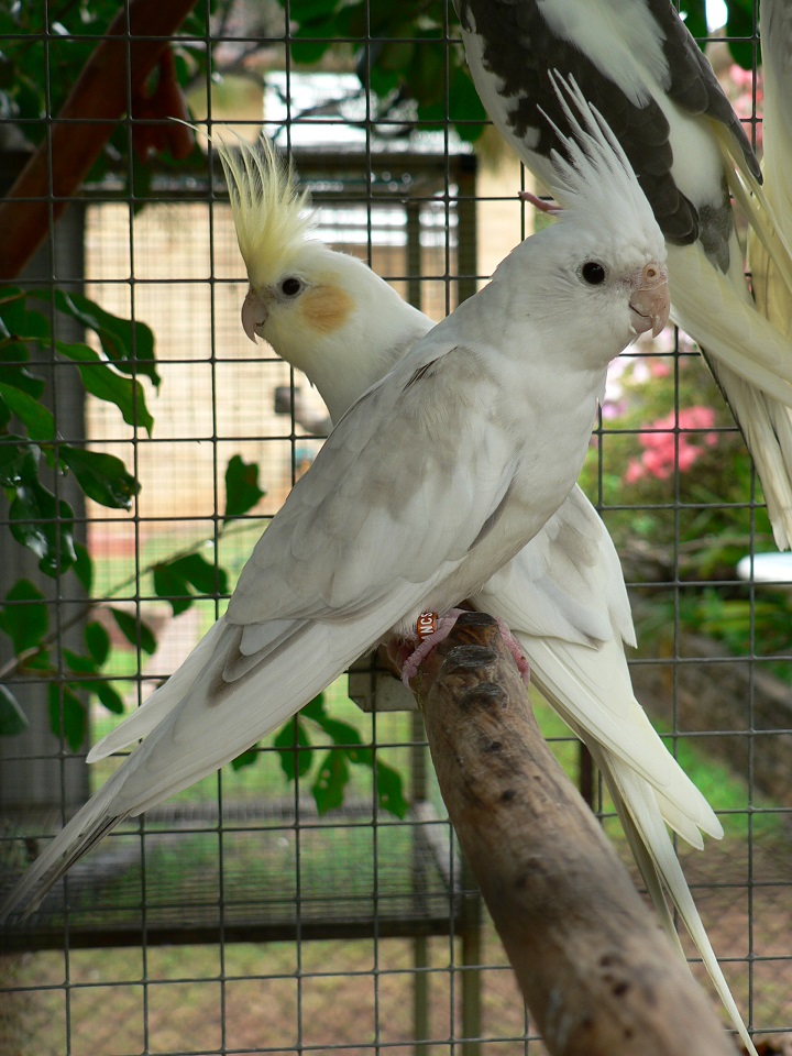 Whiteface and Pastelface Platinum Pied Juveniles