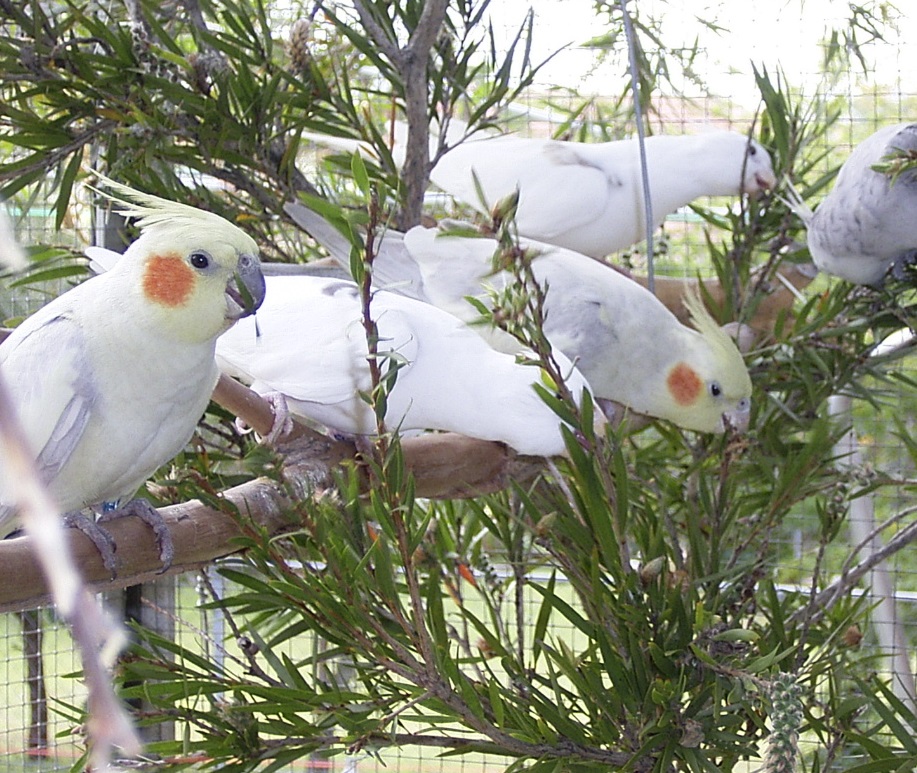 Loving the bottlebrush