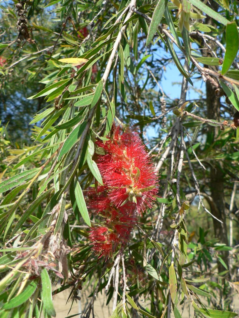 Bottlebrush tree