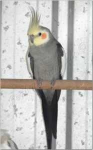 Normal Grey male front