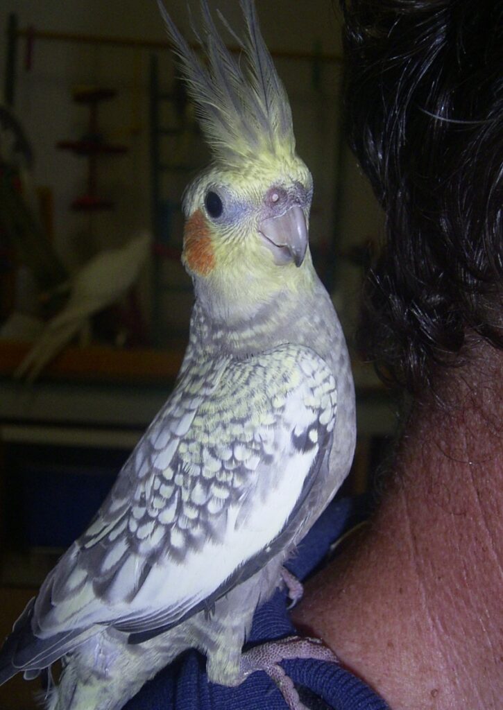 Juvenile Pearl hen