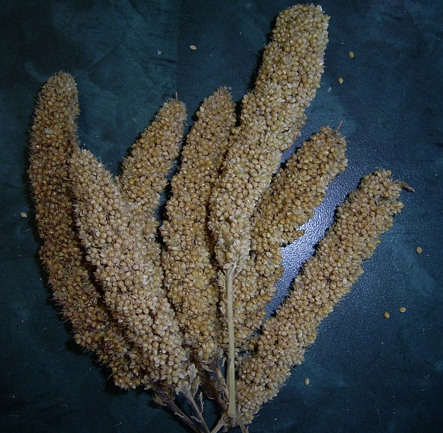 Millet sprays