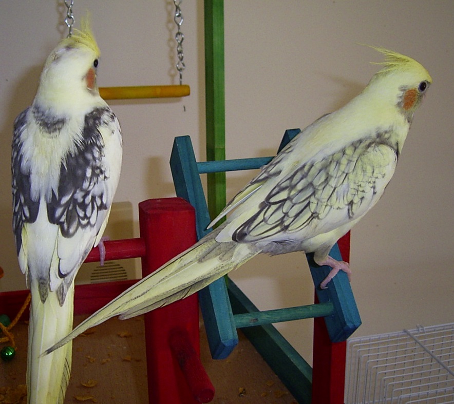 Pearl Pied Juveniles