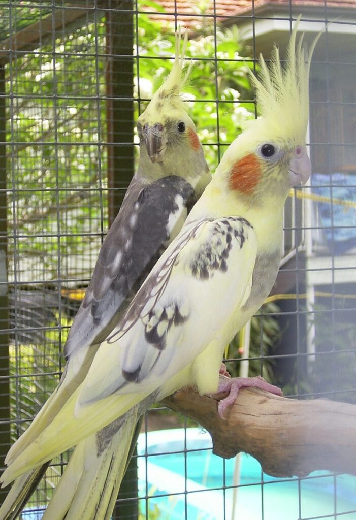 Pearl Pied pair