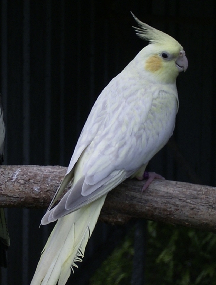 Pastelface Platinum Pearl hen