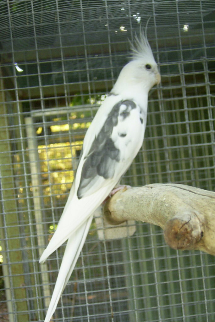 Whiteface Pied male