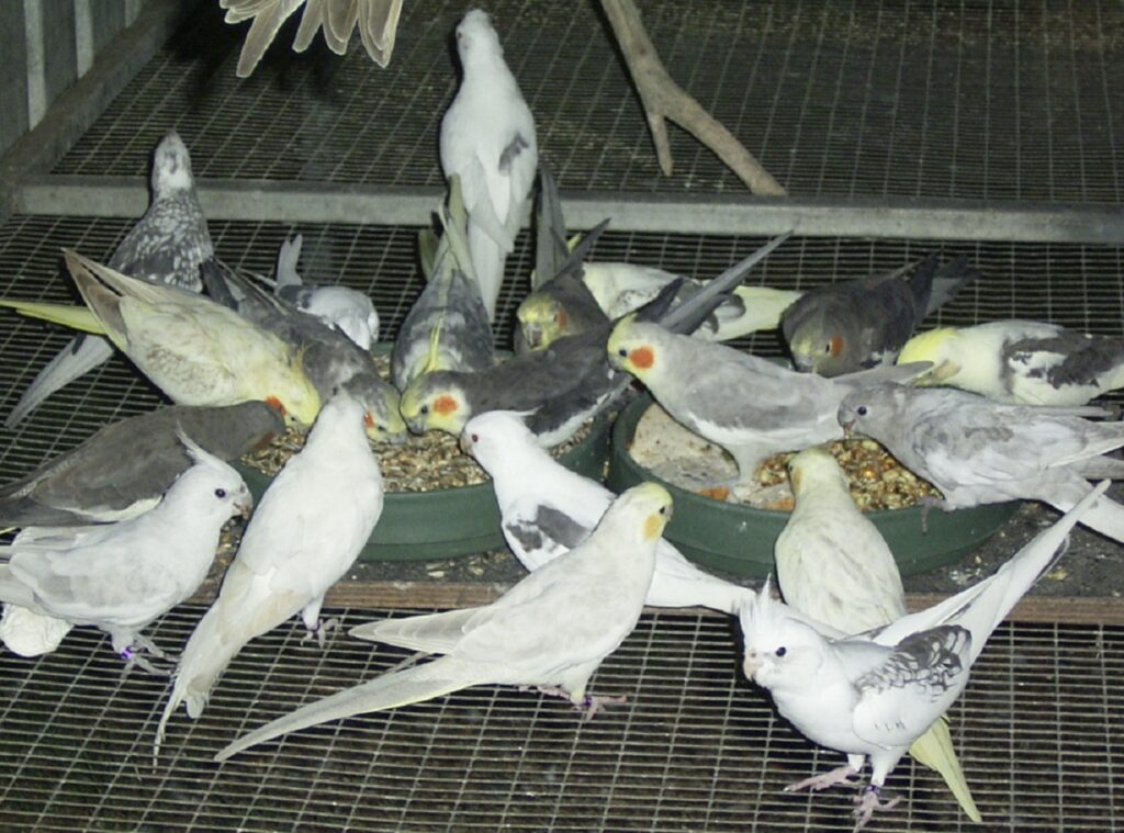 Feeding Cockatiels