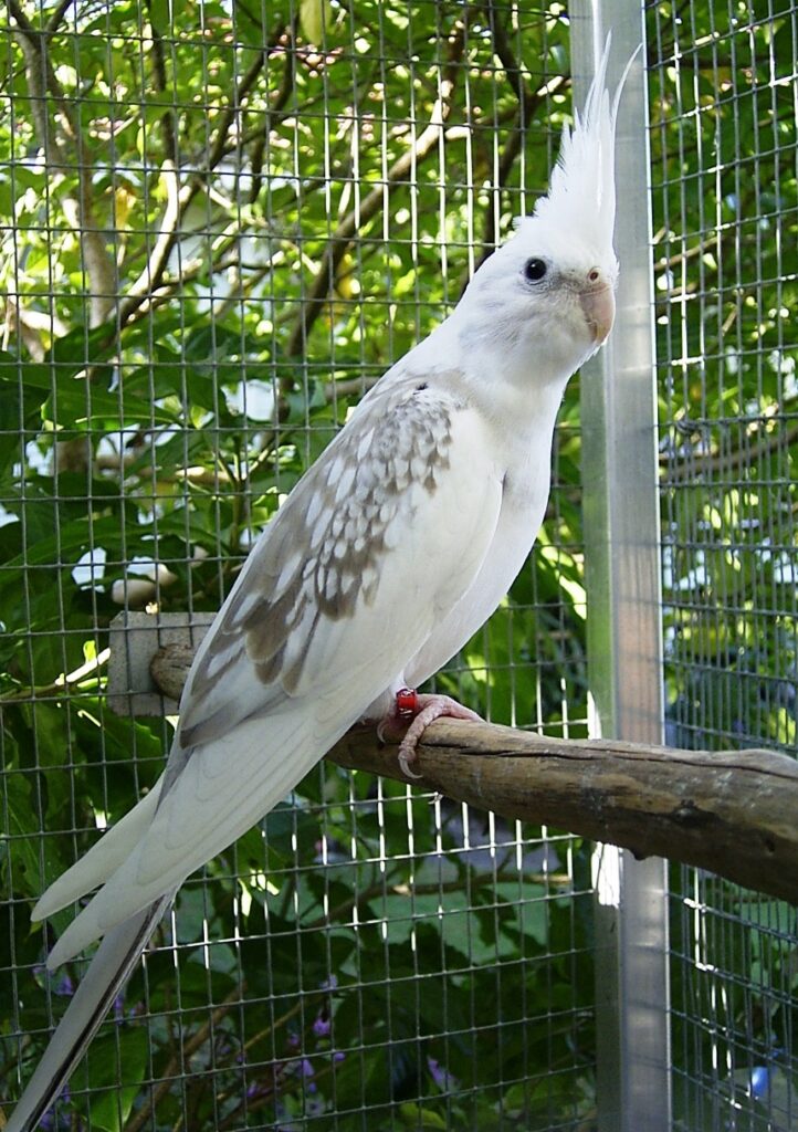 Whiteface cinnamon Pearl Pied hen