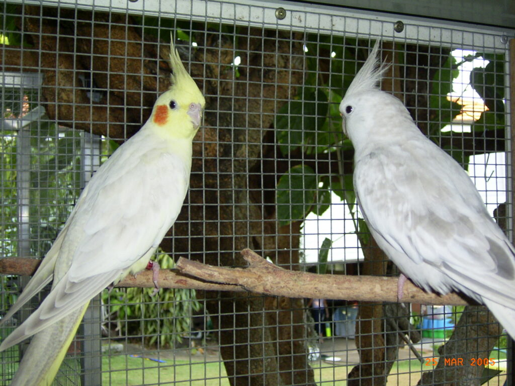 Platinum hen and Whiteface Platinum male