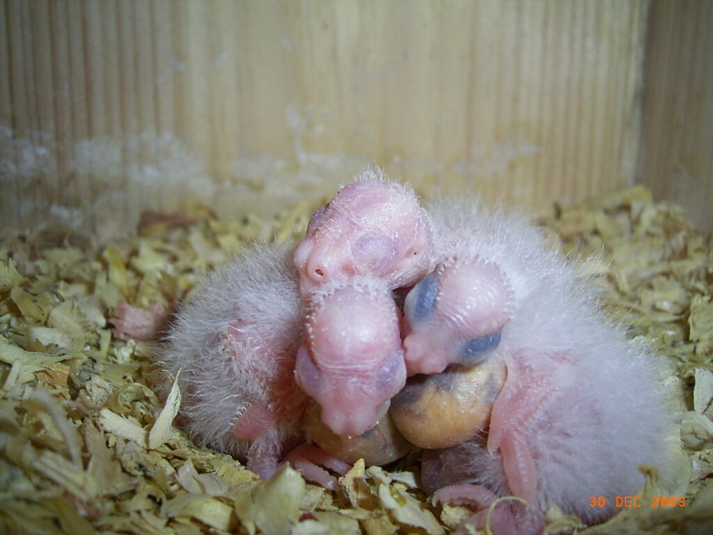 Whiteface chicks