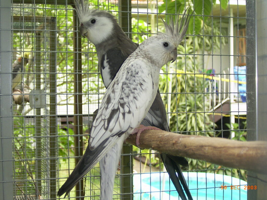 Whiteface male and Whiteface pearl hen