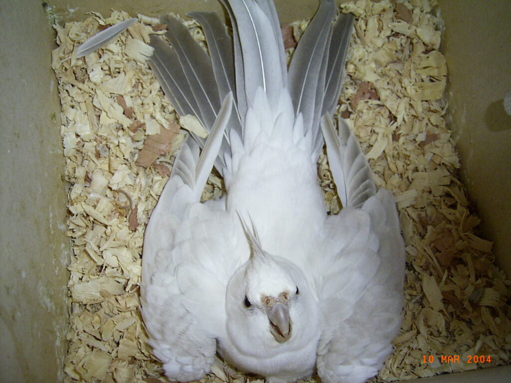 Whiteface Platino Pearl male