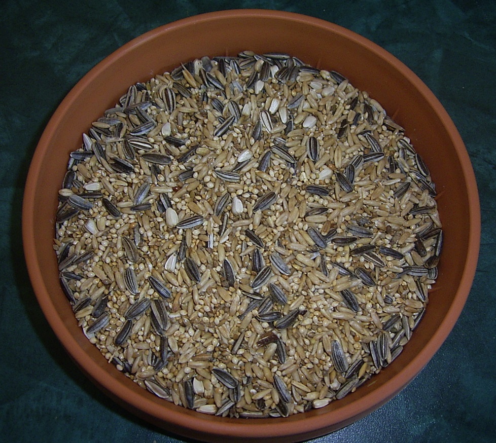 Small parrot seed mix