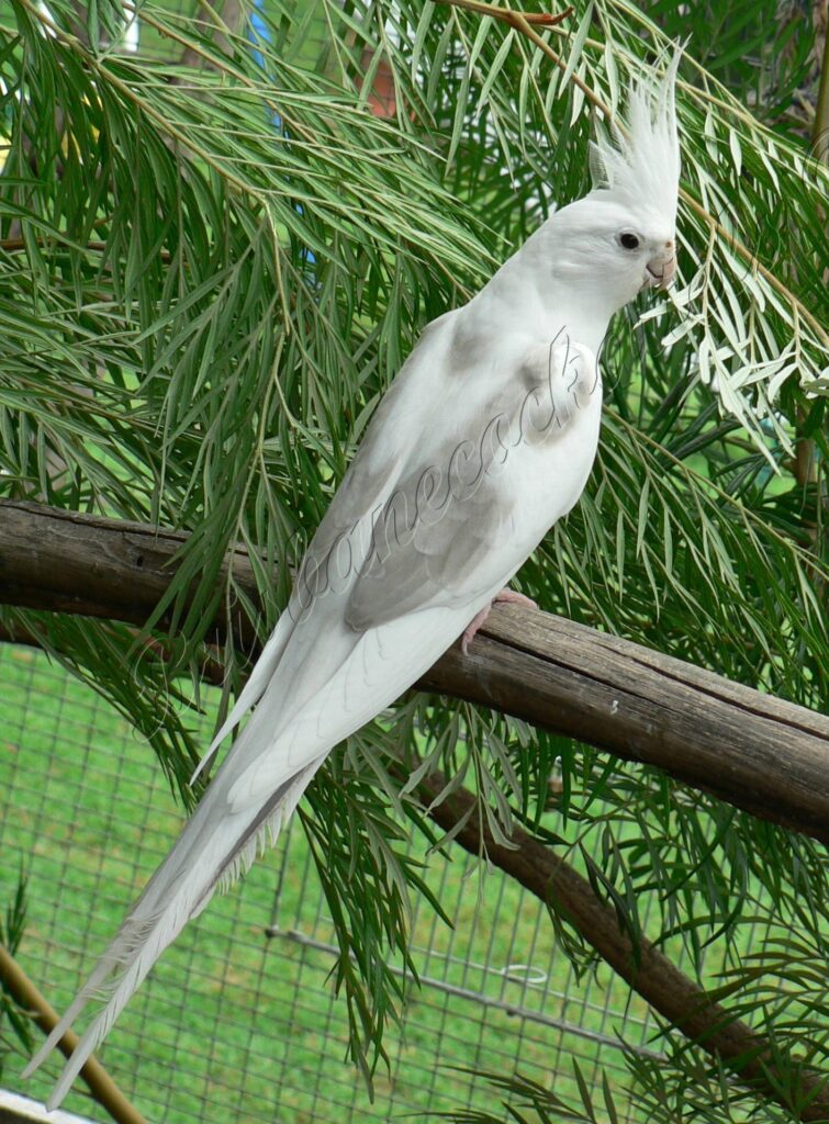 Whiteface Platinum Pied hen