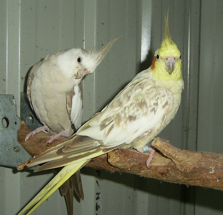 Whiteface Cinnamon male and Cinnamon Pearl hen