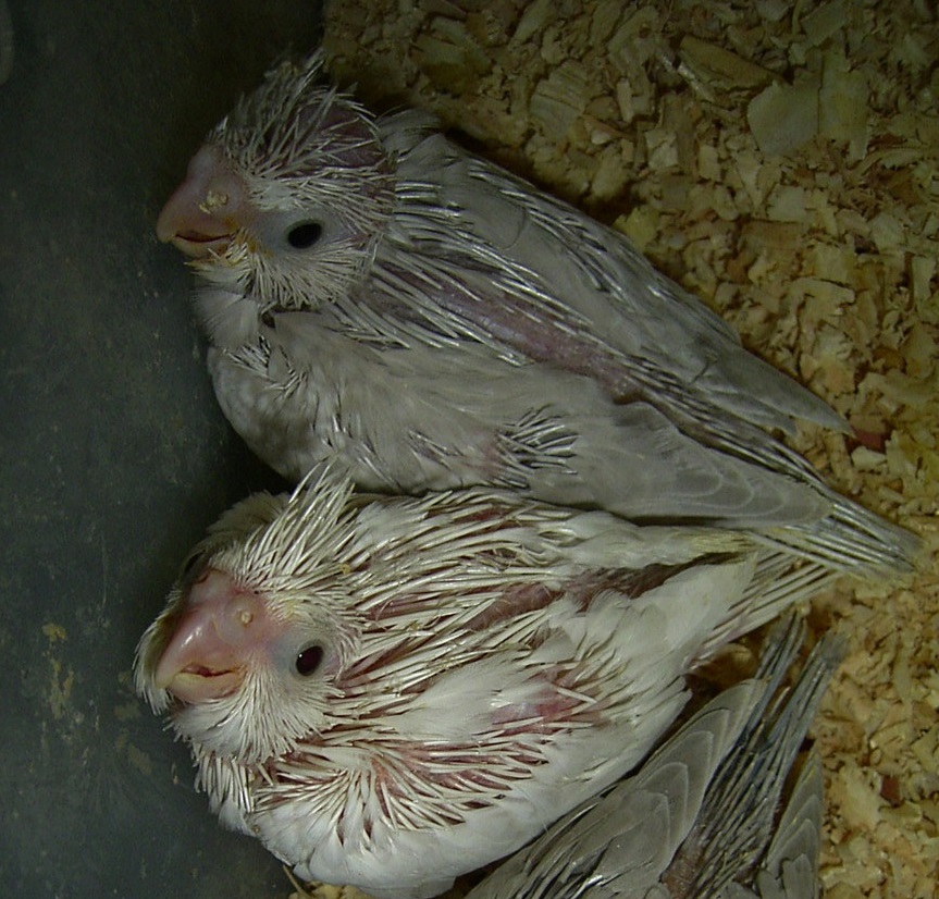 Whiteface Platinum (top) and Whiteface Platino (below) chicks