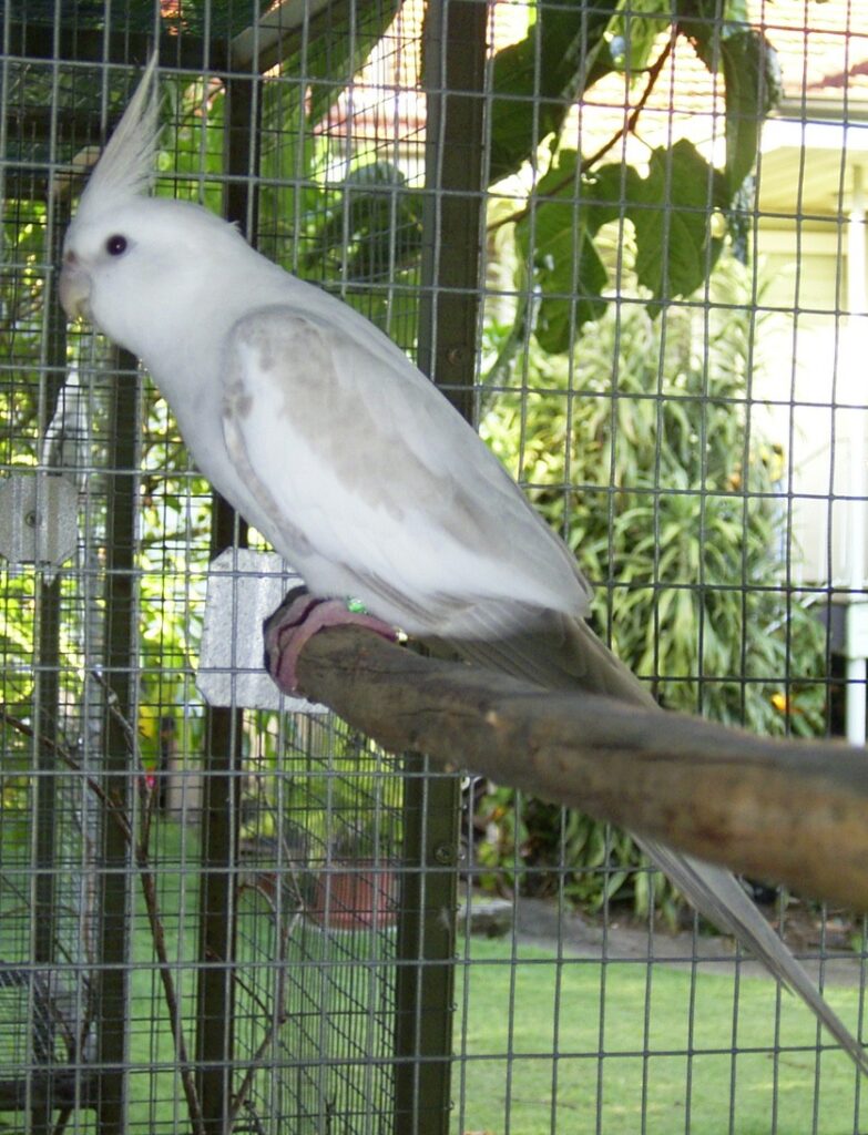 Whiteface Platino male