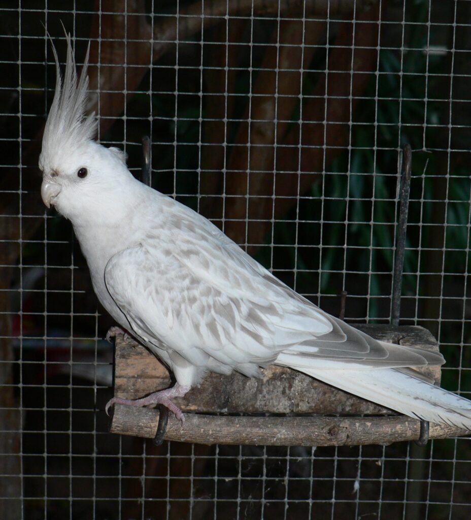 Whiteface Platinum Pearl hen