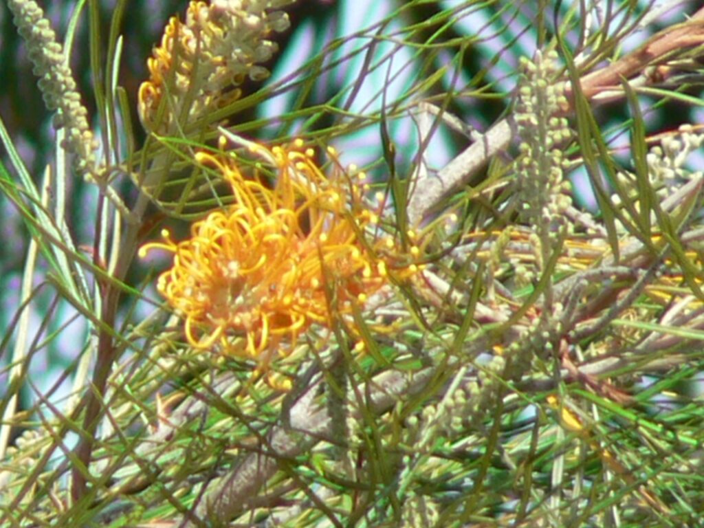 grevillea flower