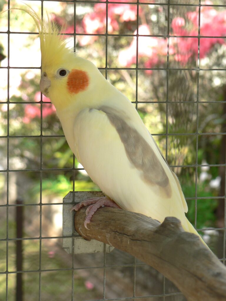 Cinnamon Pied male