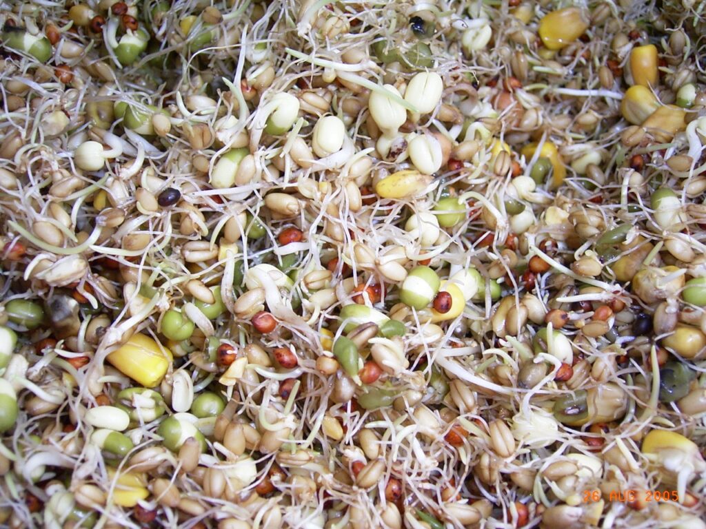 Sprouted pigeon mix