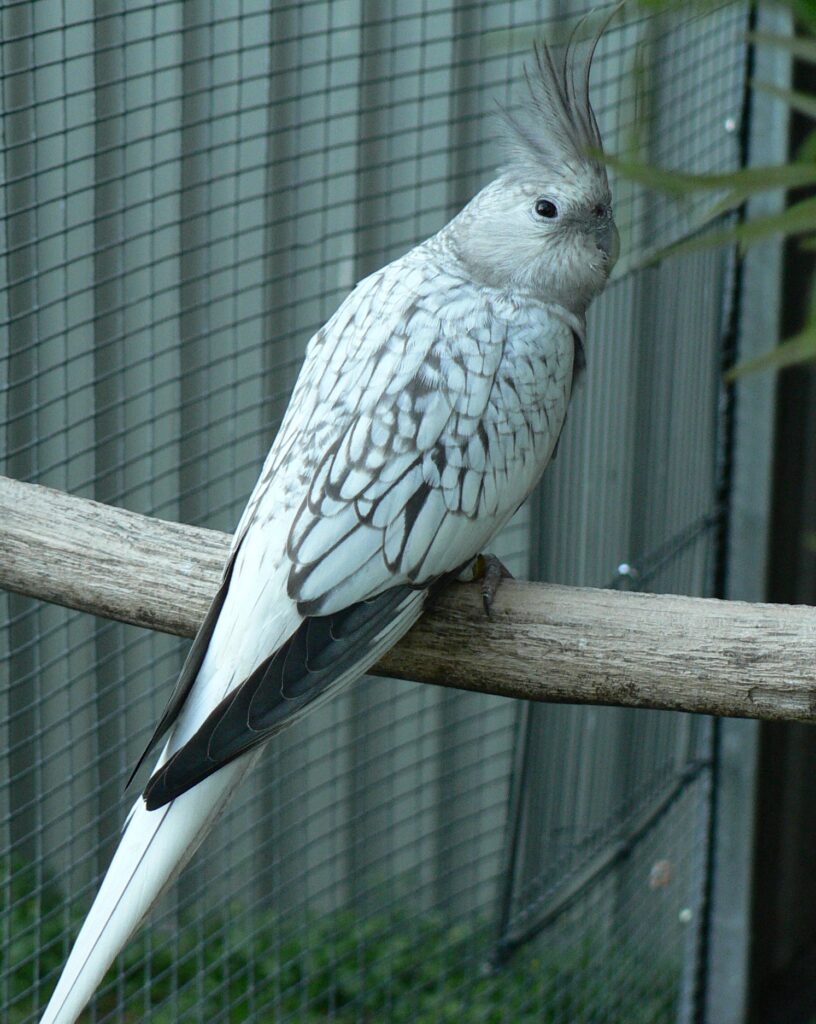 Whiteface Pearl hen