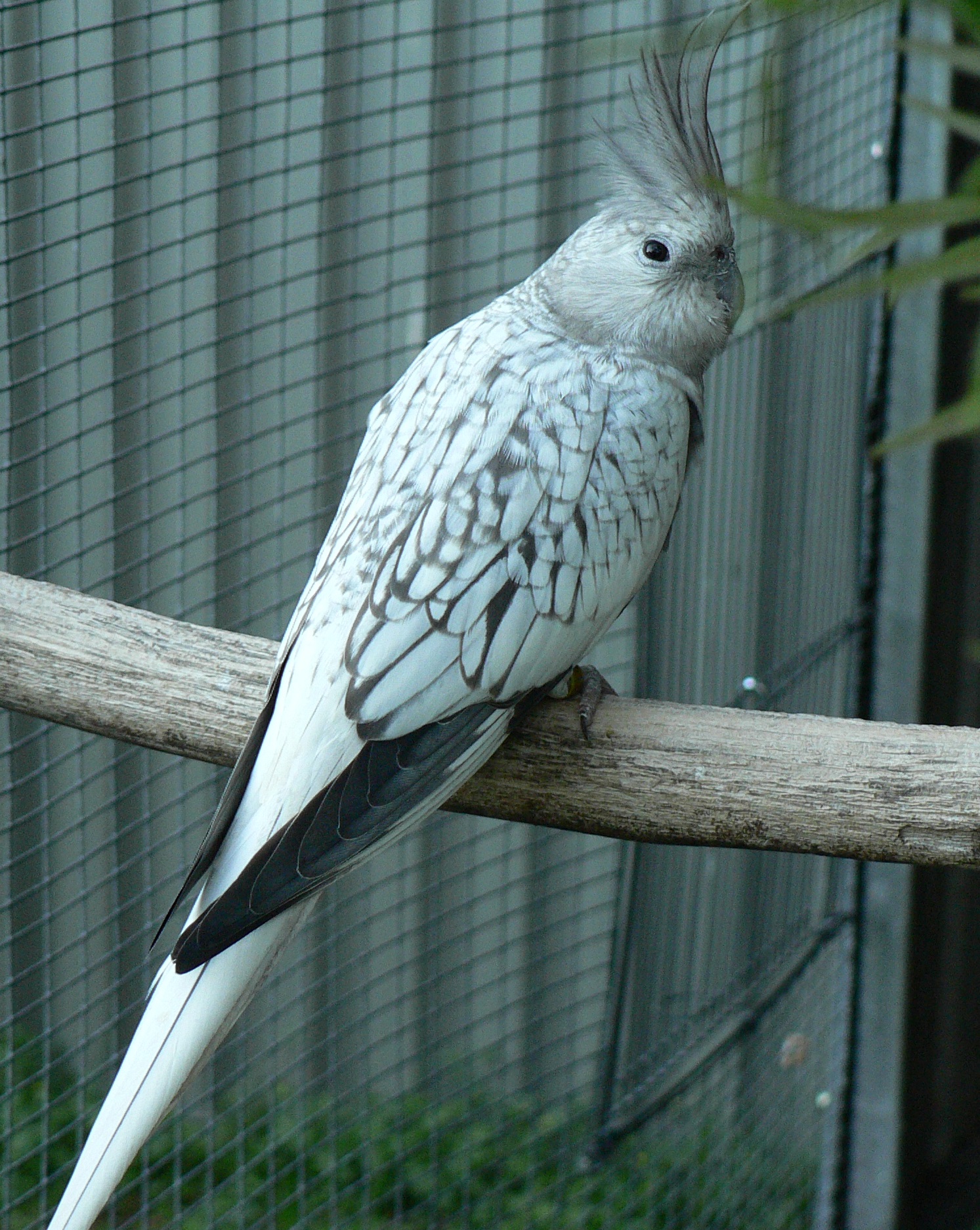 Pearl Brisbane Cockatiels