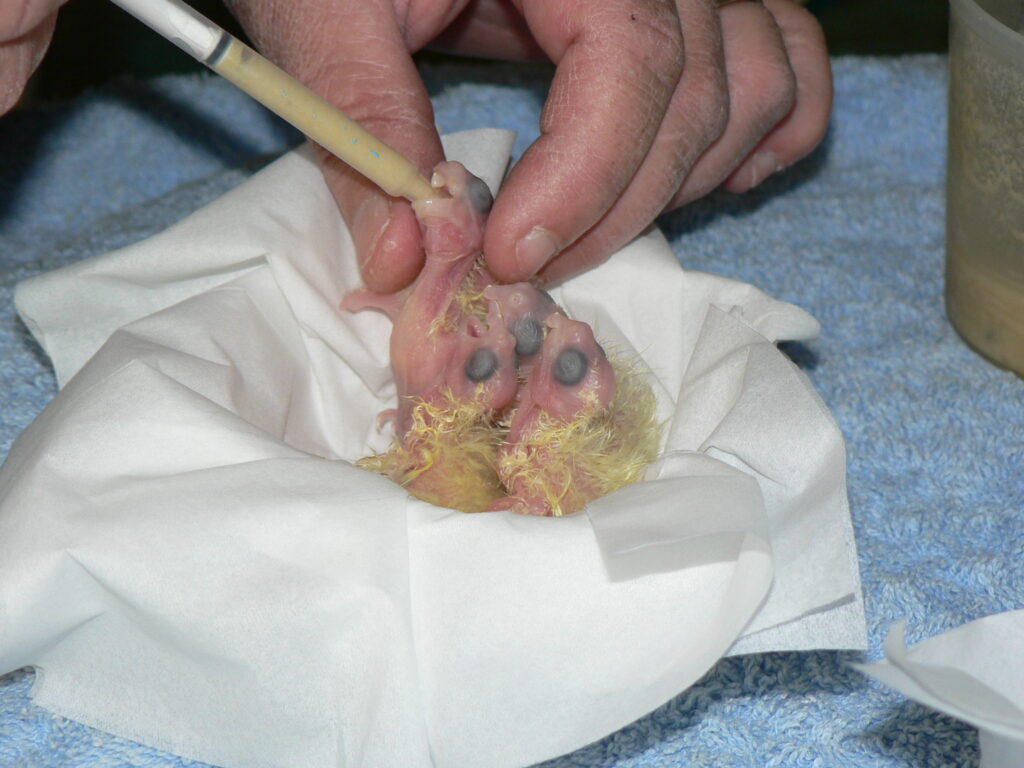 Handraising chicks a few days old