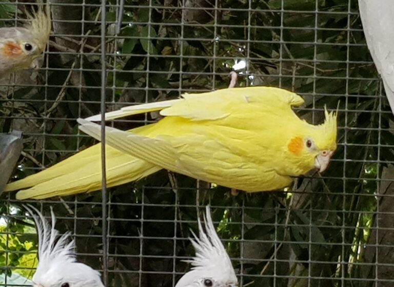 Abnormal Coloured Yellow bird