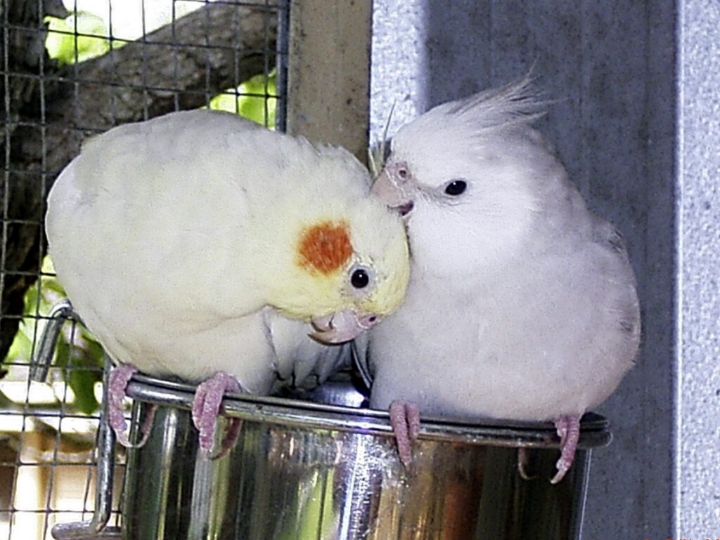 Bonded breeding pair