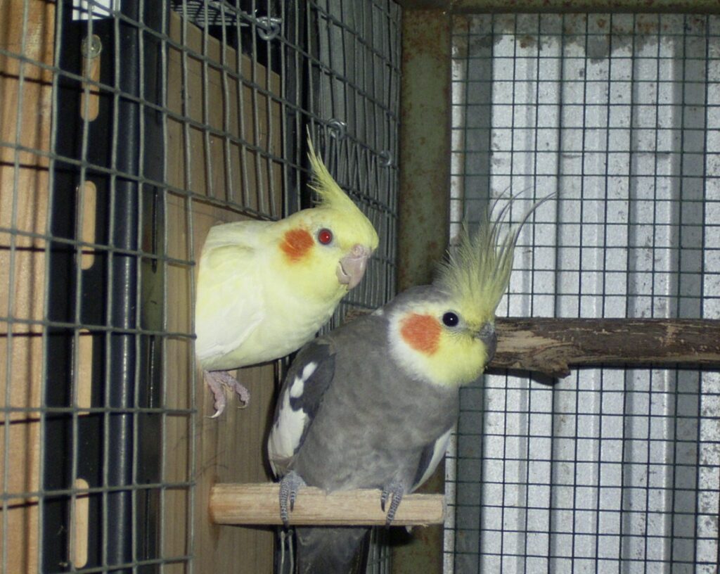 Breeding Pair Nesting