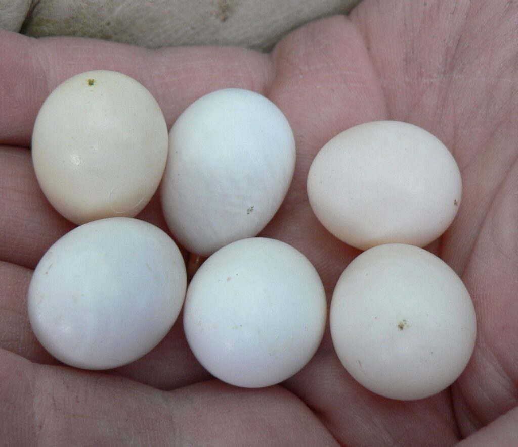 Clutch of eggs