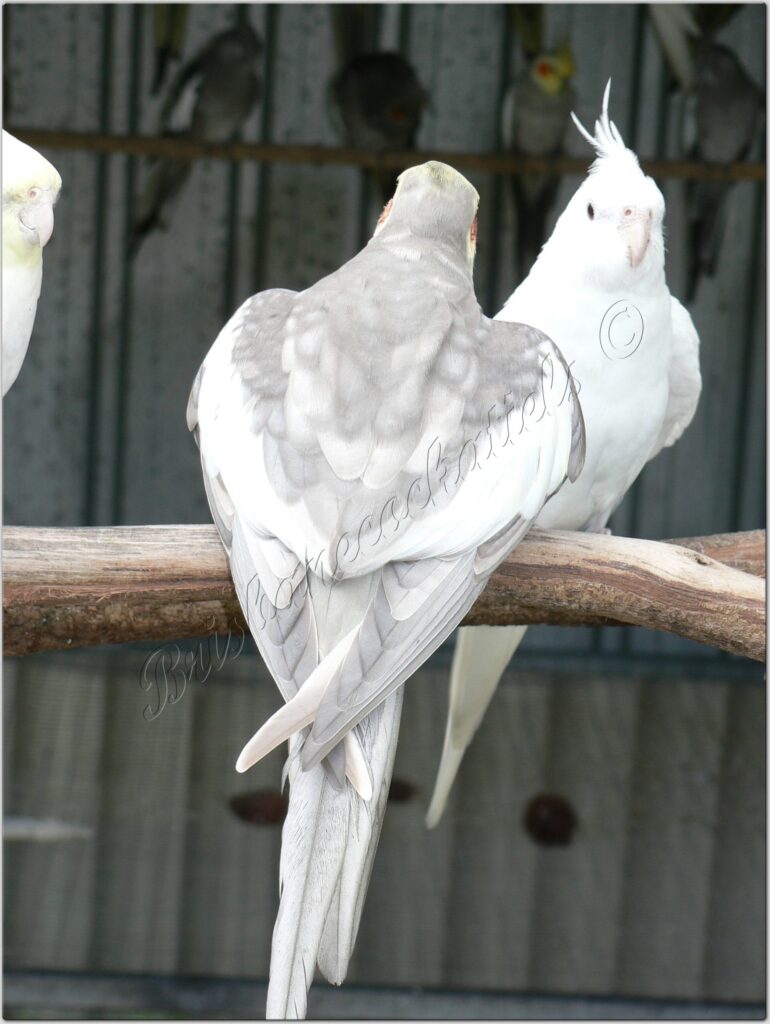 Displaying wings