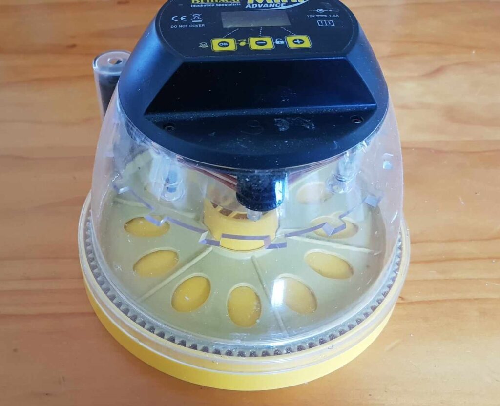 Incubator