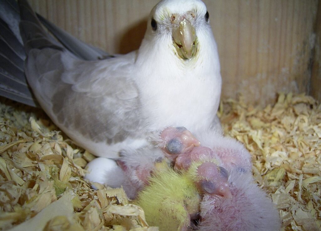 Nest of Healthy Chicks