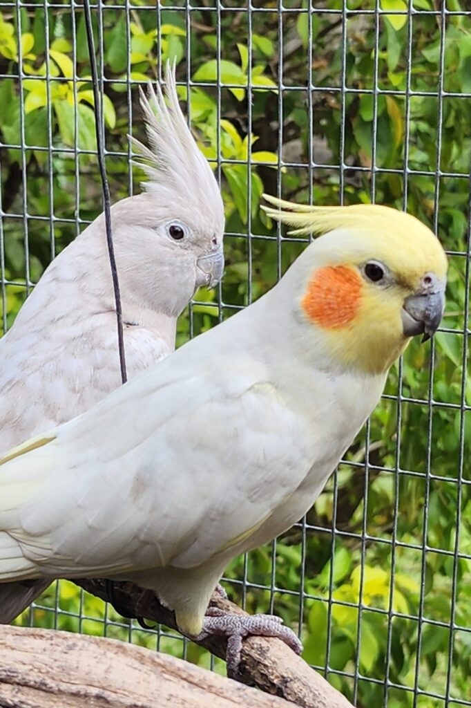 Olive male and whiteface olive hen