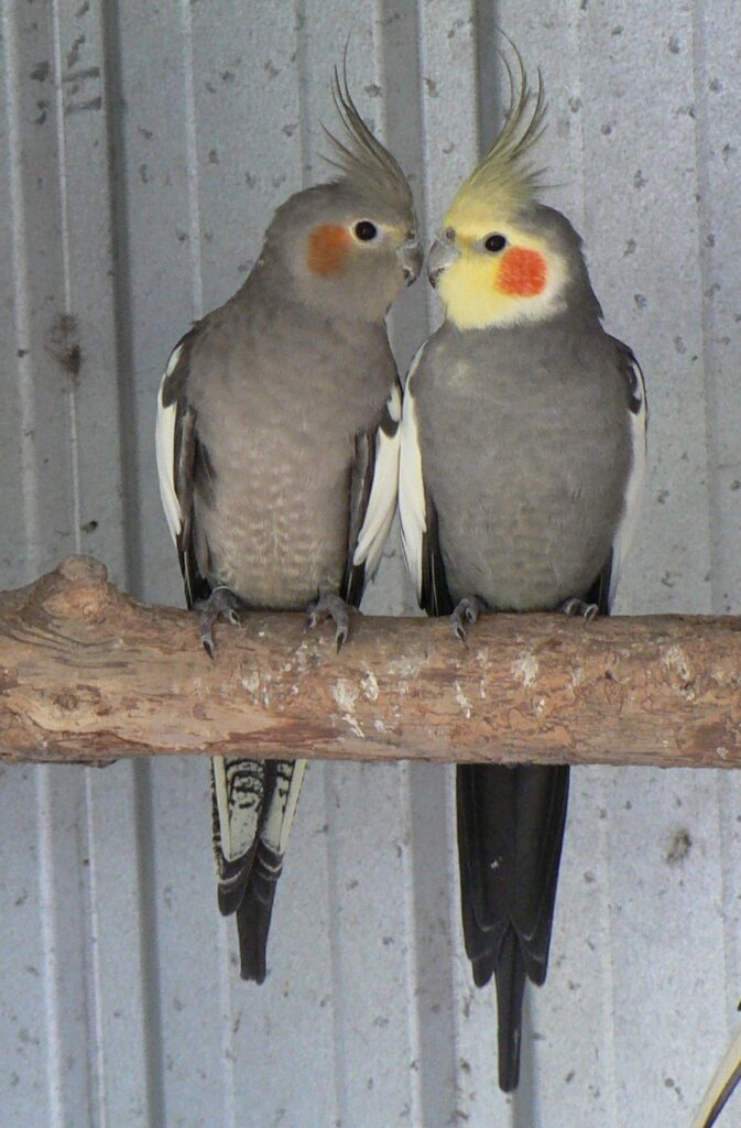 Female and male normal grey