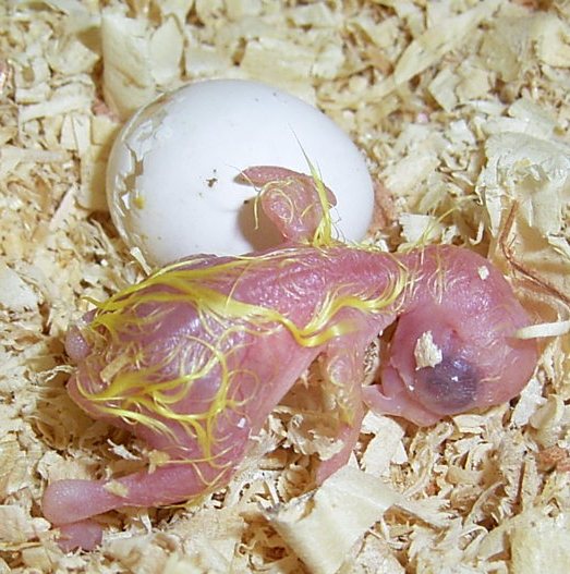 Hatched