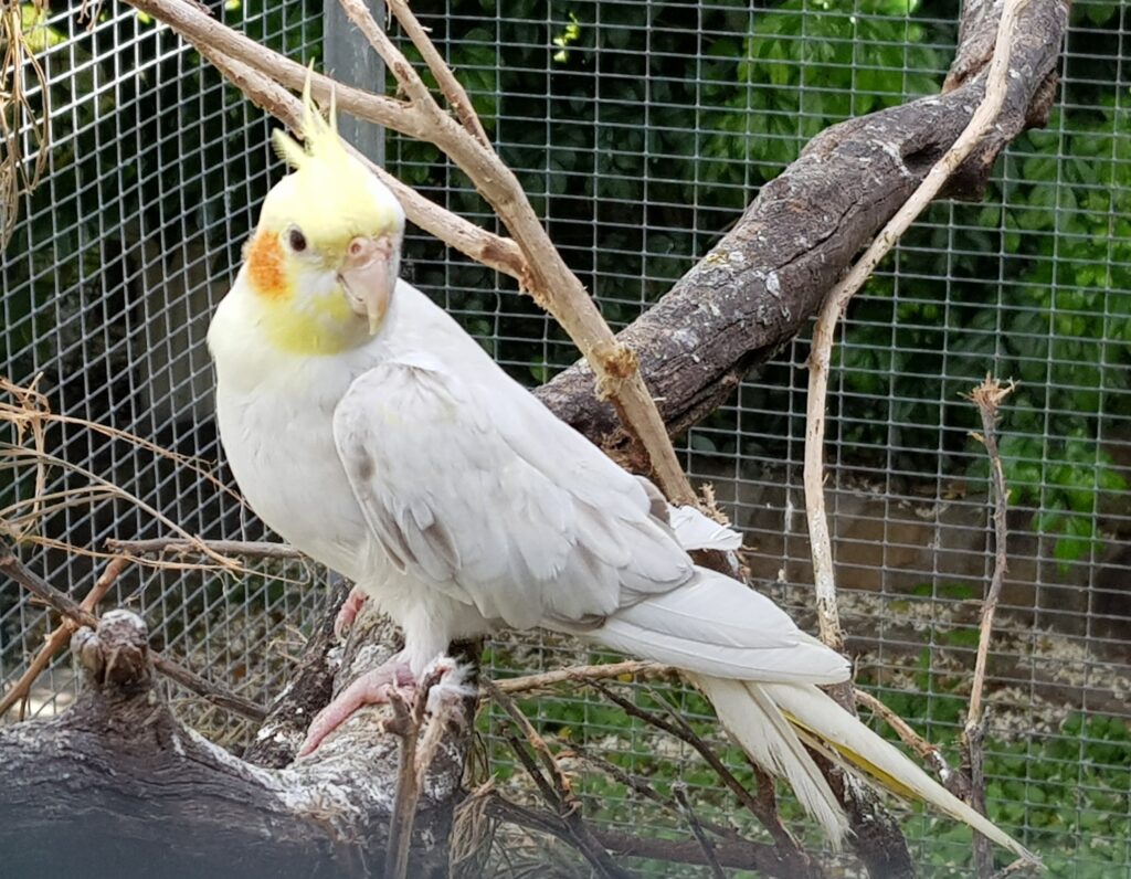 Whiteface Platinum Pearl hen halfsider