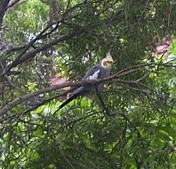 Wild Cockatiel